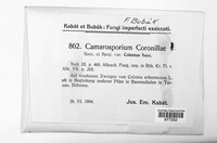Camarosporium coronillae image